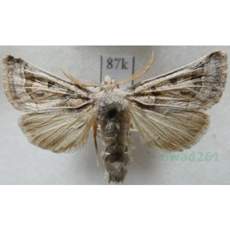 Episema glaucina (Esper, 1789) male Slovakia87k